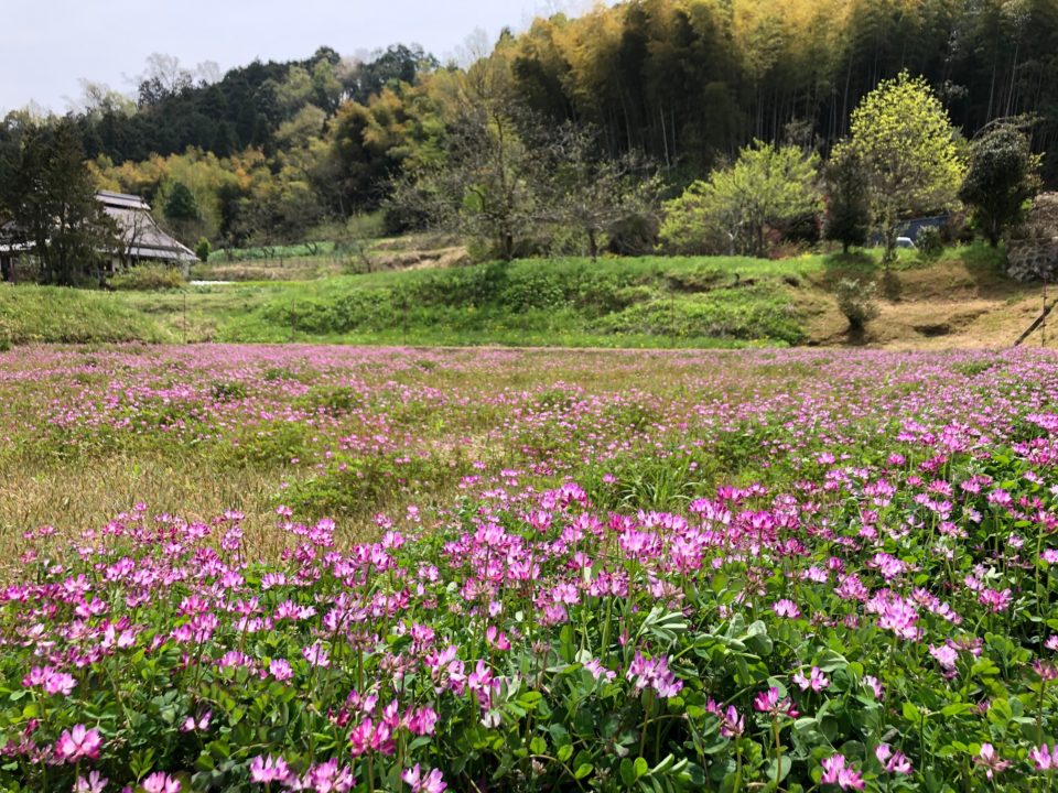 レンゲの田んぼ 移住立国あやべ