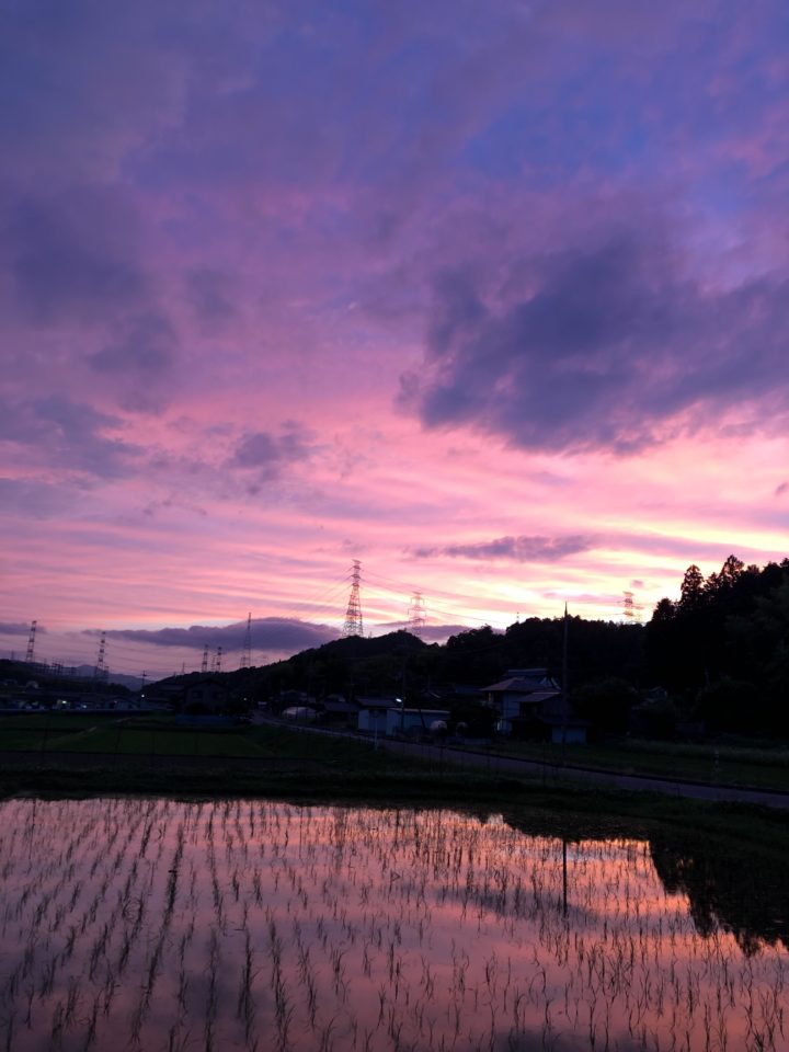 夕焼映す水田 移住立国あやべ